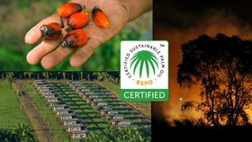 Palmový olej na miskách vah: Nízká cena a práce pro lidi vs. drancování přírody