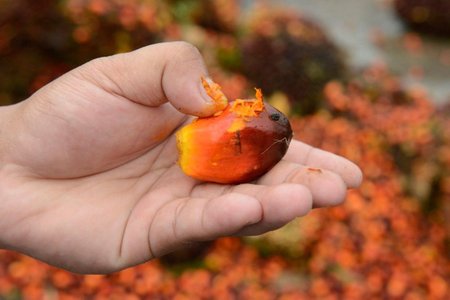 Palmový olej je vhodnou náhradou ztužených rostlinných tuků