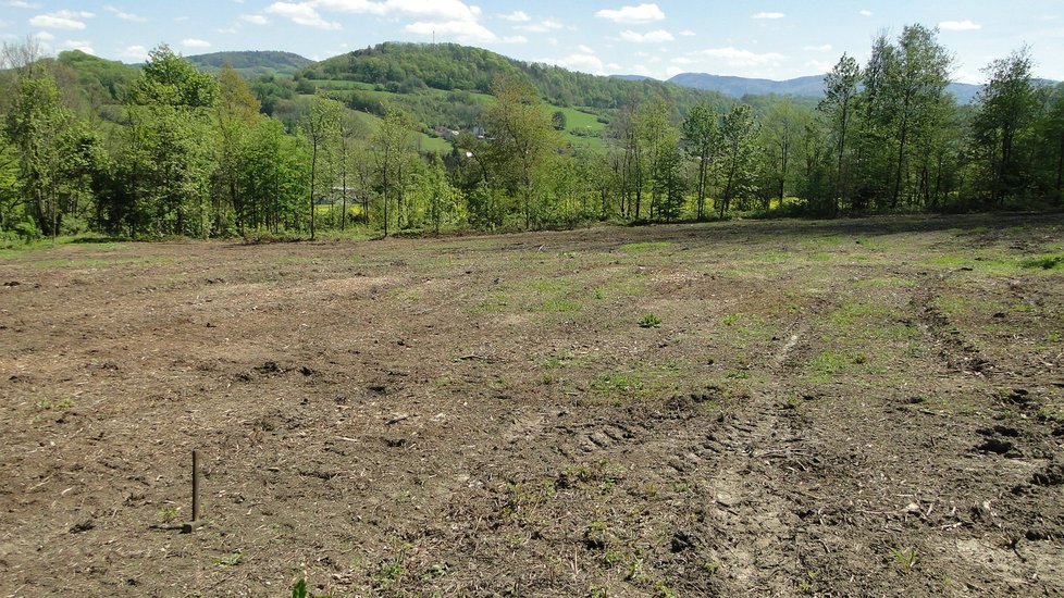 V místě na Skalkách bývaly dřeviny, které ale napadl kůrovec.