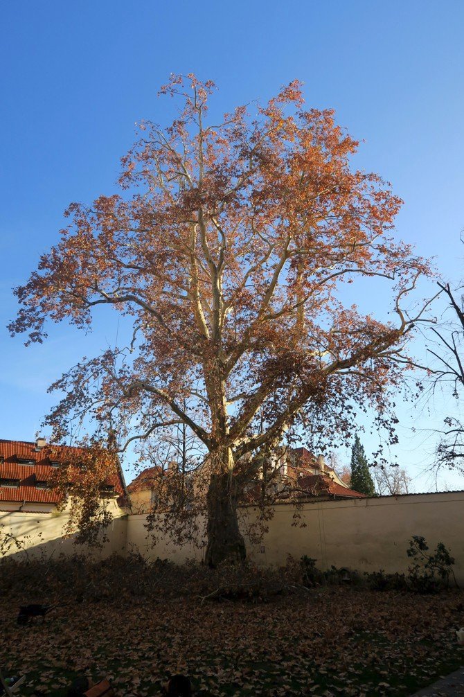 Beethovenův platan u Lennonovy zdi v Praze prošel odbornou údržbou.