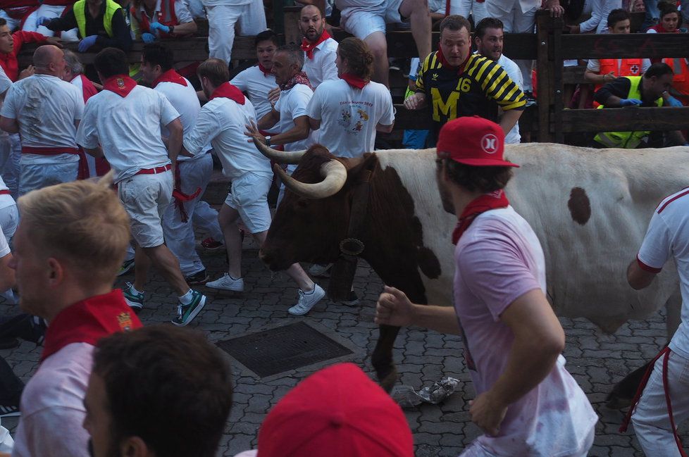 Běh s býky v ulicích Pamplony