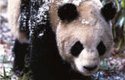 Panda velká (ailuropoda melanoleuca)