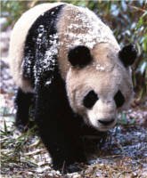 Panda velká (ailuropoda melanoleuca)