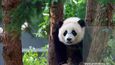 Panda, ilustrační foto
