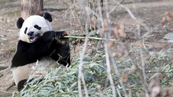 Panda, ilustrační foto