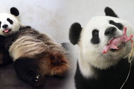 Opravdový zázrak: Panda porodila mládě! V Evropě se to povedlo jen dvakrát