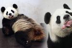Zázrak! Panda v belgické zoo porodila mláďátko.