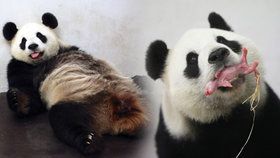 Zázrak! Panda v belgické zoo porodila mláďátko.