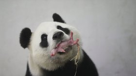 Panda se svým mládětem hned pochlubila.