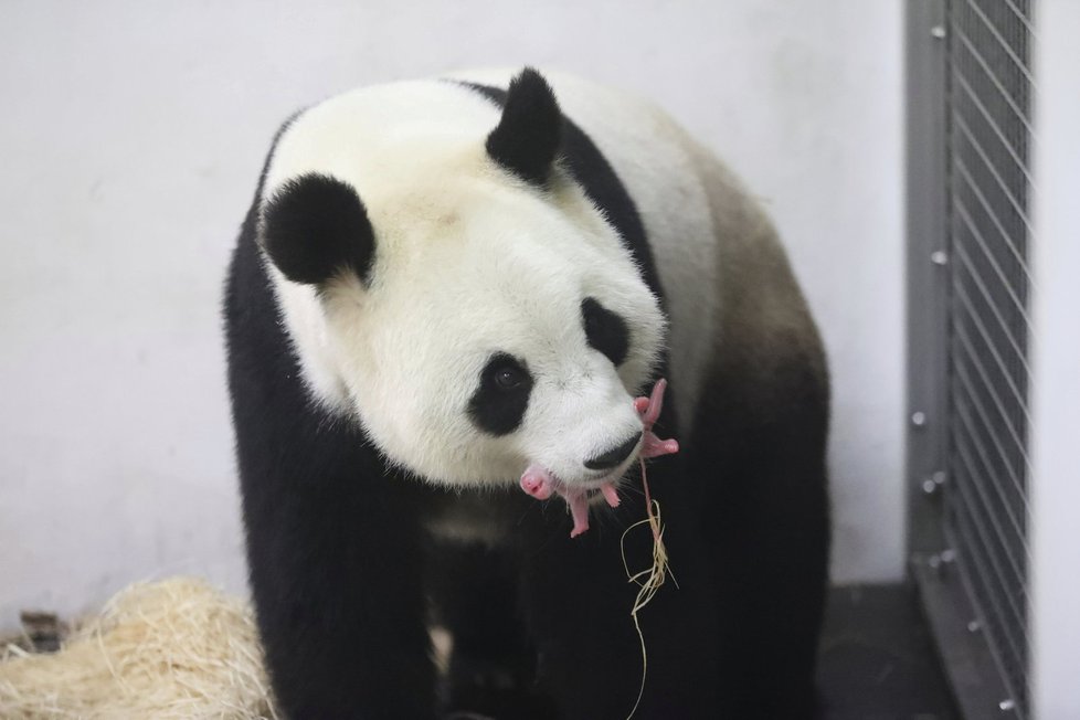 Zázrak! Panda v belgické zoo porodila mláďátko.