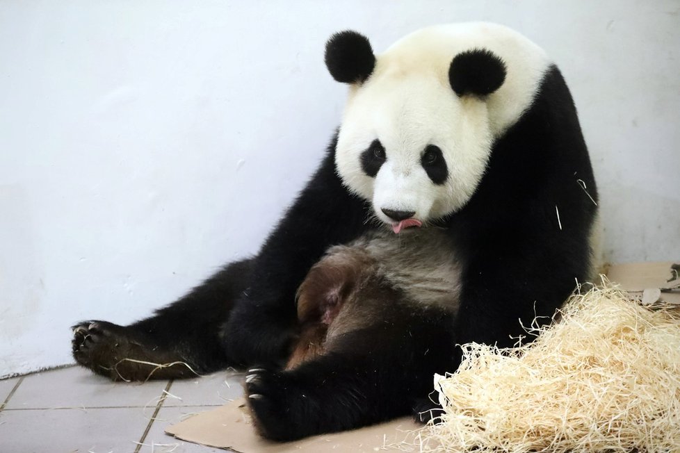 Zázrak! Panda v belgické zoo porodila mláďátko.