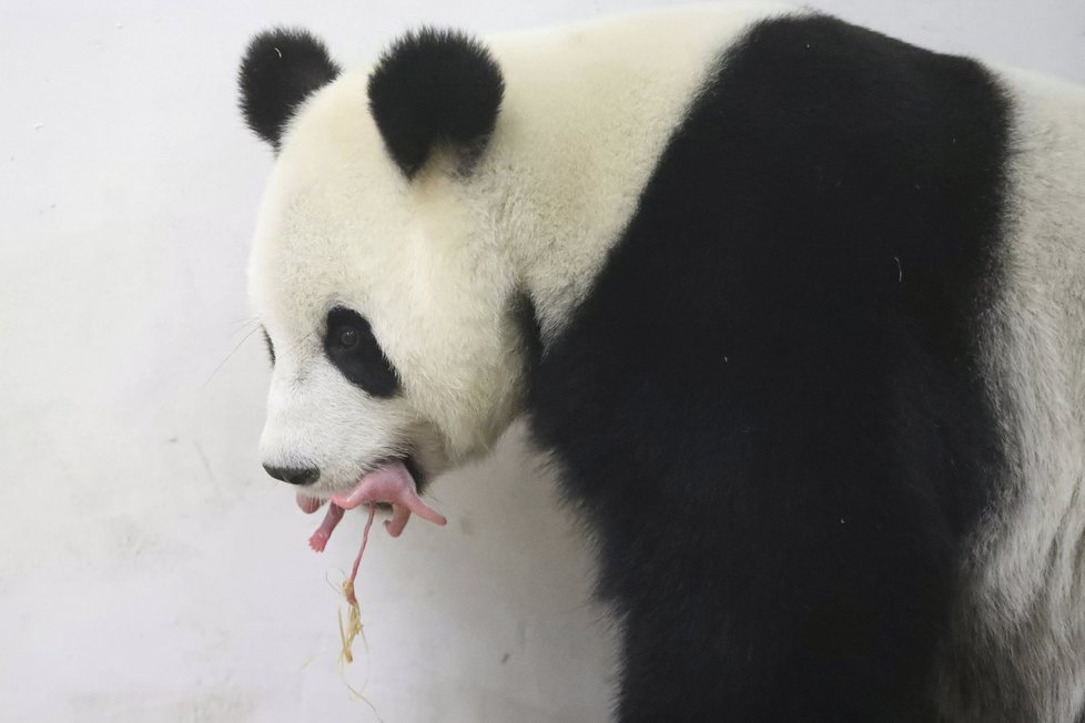 Zázrak! Panda v belgické zoo porodila mláďátko.