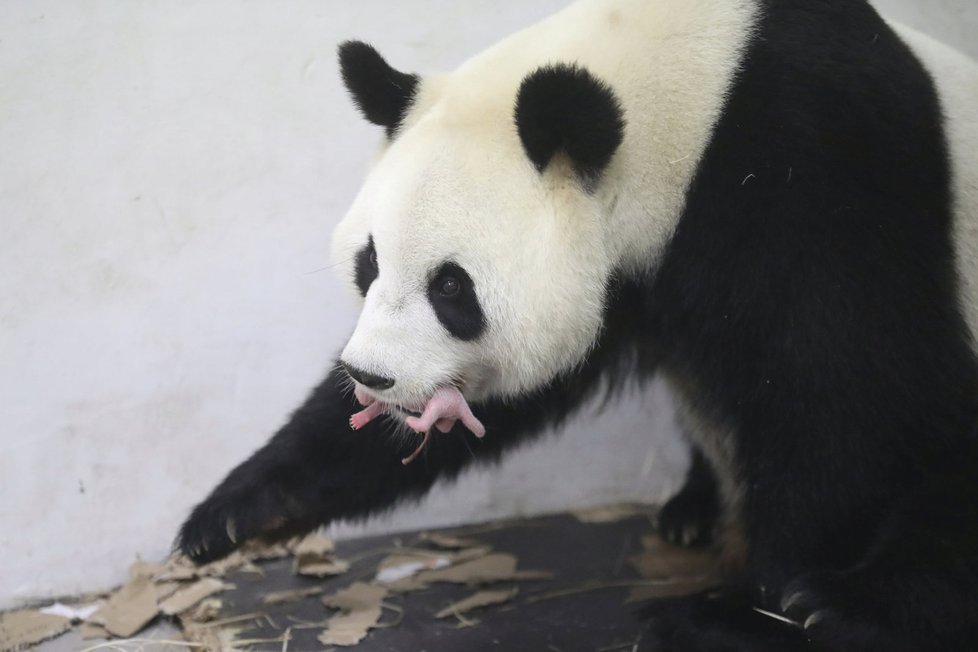 Zázrak! Panda v belgické zoo porodila mláďátko.