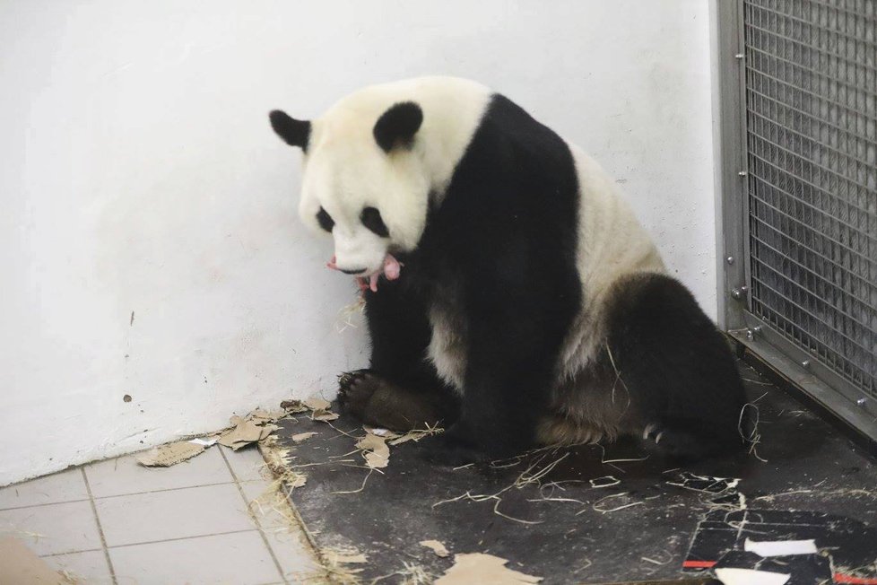 Zázrak! Panda v belgické zoo porodila mláďátko.