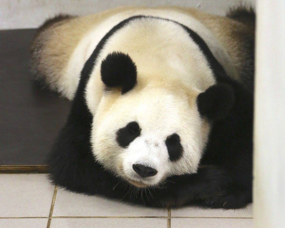 Panda si po porodu musela odpočinout.