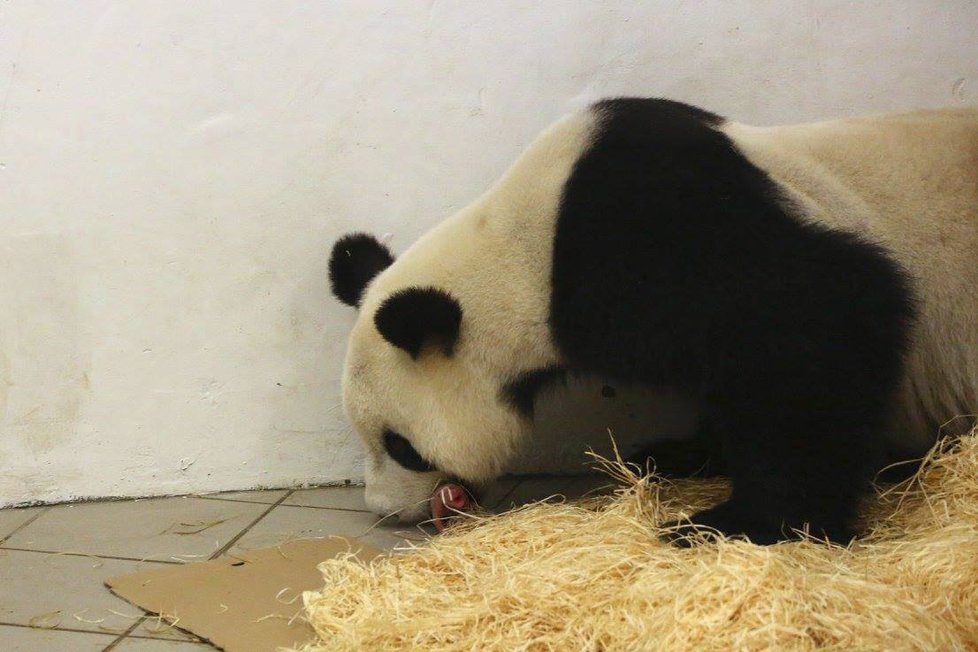 Zázrak! Panda v belgické zoo porodila mláďátko.