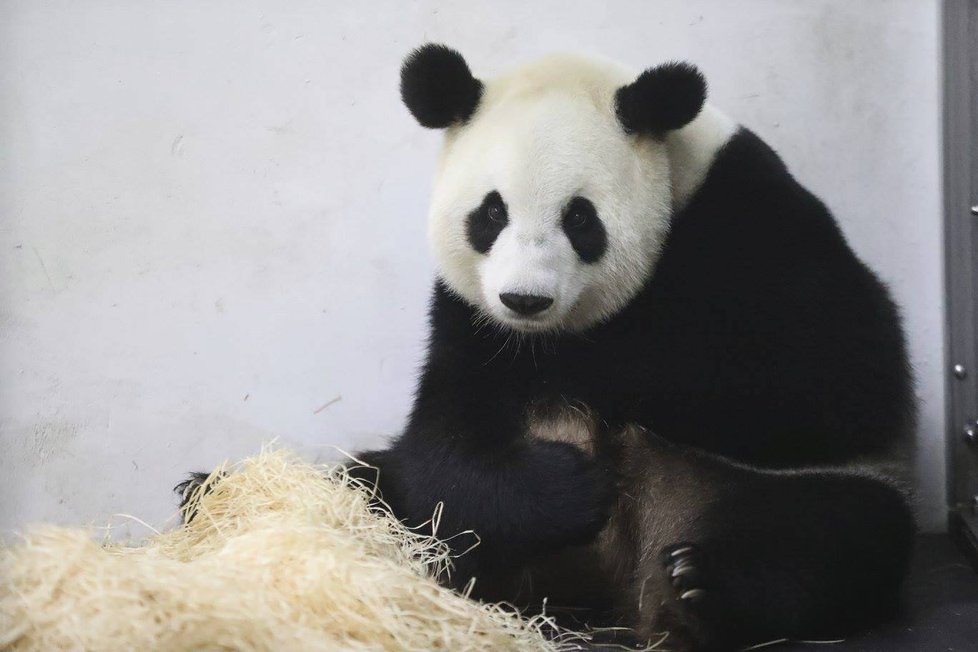 Zázrak! Panda v belgické zoo porodila mláďátko.