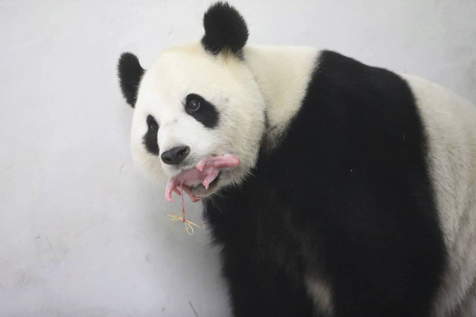 Zázrak! Panda v belgické zoo porodila mláďátko.