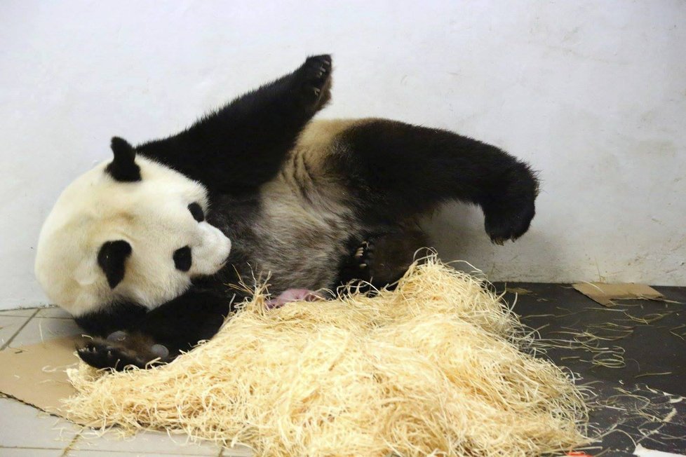 Zázrak! Panda v belgické zoo porodila mláďátko.