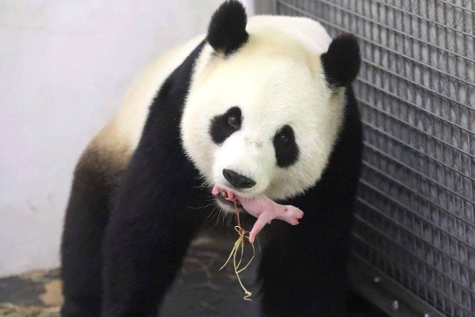 Zázrak! Panda v belgické zoo porodila mláďátko.