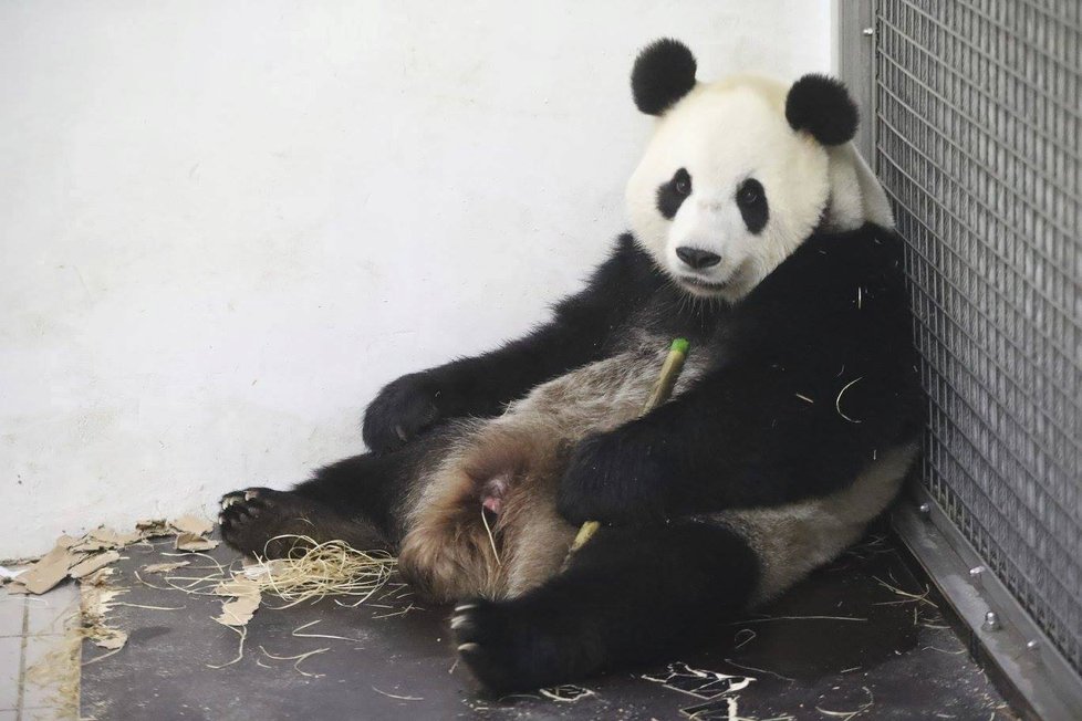 Panda si po porodu musela odpočinout.