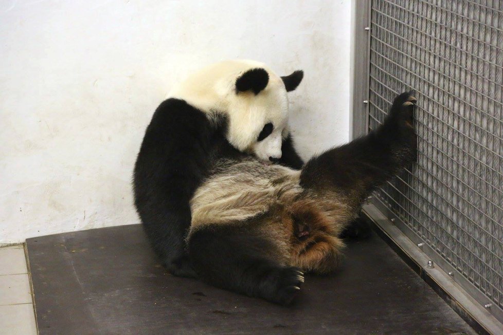 Panda si po porodu musela odpočinout.