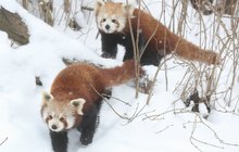 Pandy červené: Na sněhu plápolají jako plamínky!