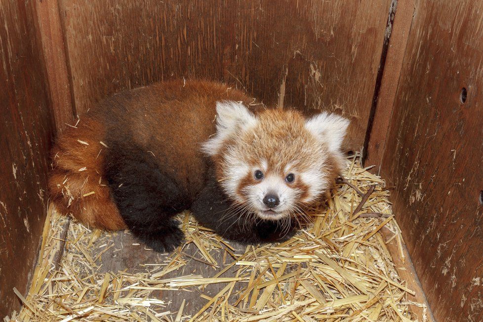 Pandy červené v Zoo Praha.