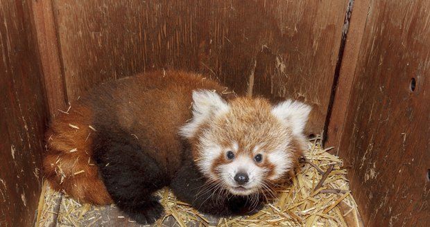 Návštěvníci Zoo Praha teď mohou při troše štěstí zahlédnout hned u hlavního vchodu vzácný přírůstek – mládě pandy červené.