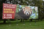 Tímto billboardem s pandím uprchlíkem se teď baví Plzeňané.