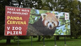 Plzeňané se baví billboardem s pandím uprchlíkem: „Také už máte po dovolené?“ táže se rezavý huňáč