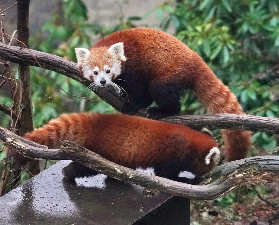 Panda červená jménem Flin