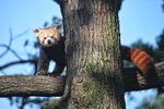 Do brněnské zoo dorazila samička pandy červené Oshin (6).