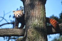 Huan už není "vdovec": Brněnská zoo přivítala samičku pandy červené, čekala na ni rok a půl