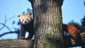 Huan už není "vdovec": Brněnská zoo přivítala samičku pandy červené, čekala na ni rok a půl