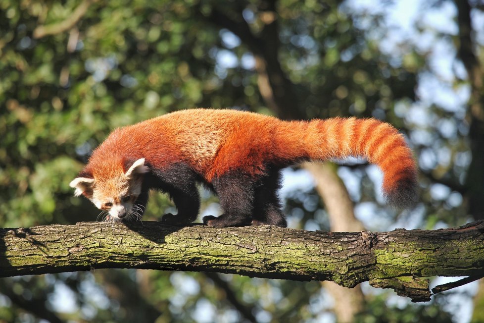 Do brněnské zoo dorazila samička pandy červené Oshin (6).