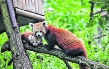 Narodilo se první mládě pandy červené: Máma ho tajila tři měsíce!