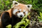 Nová samička pandy červené v ostravské zoo.