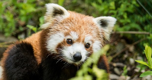Nová samička pandy červené v ostravské zoo.