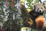 Panda je zpět. Uprchlíka objevil na stromě pejskař, zvíře je v pořádku.