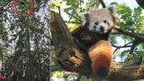 Panda je zpět: Uprchlíka objevil na stromě pejskař, zvíře je v pořádku