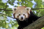 Z plzeňské zoo utekl zhruba tříletý samec pandy červené.