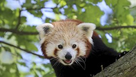 Z plzeňské zoo utekl zhruba tříletý samec pandy červené.