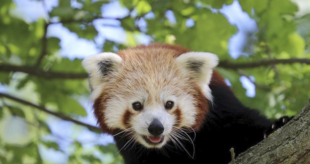 Z plzeňské zoo utekl zhruba tříletý samec pandy červené.