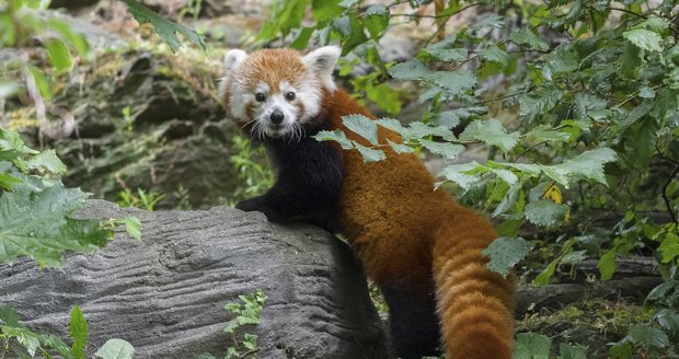 Roční Wilmu pražská zoo získala ze Švédska.