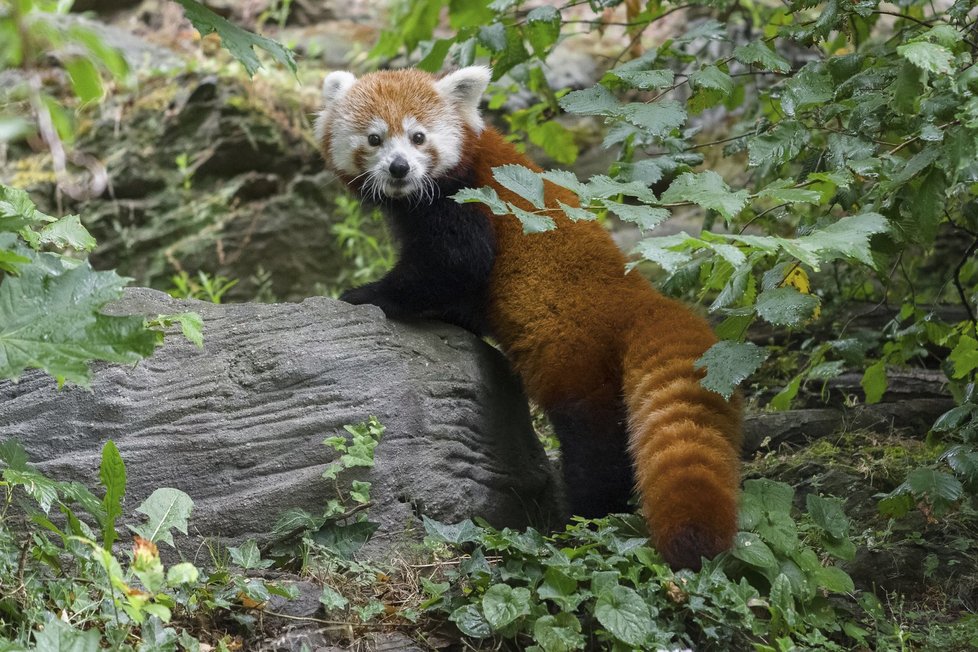 Pandy červené v Zoo Praha.