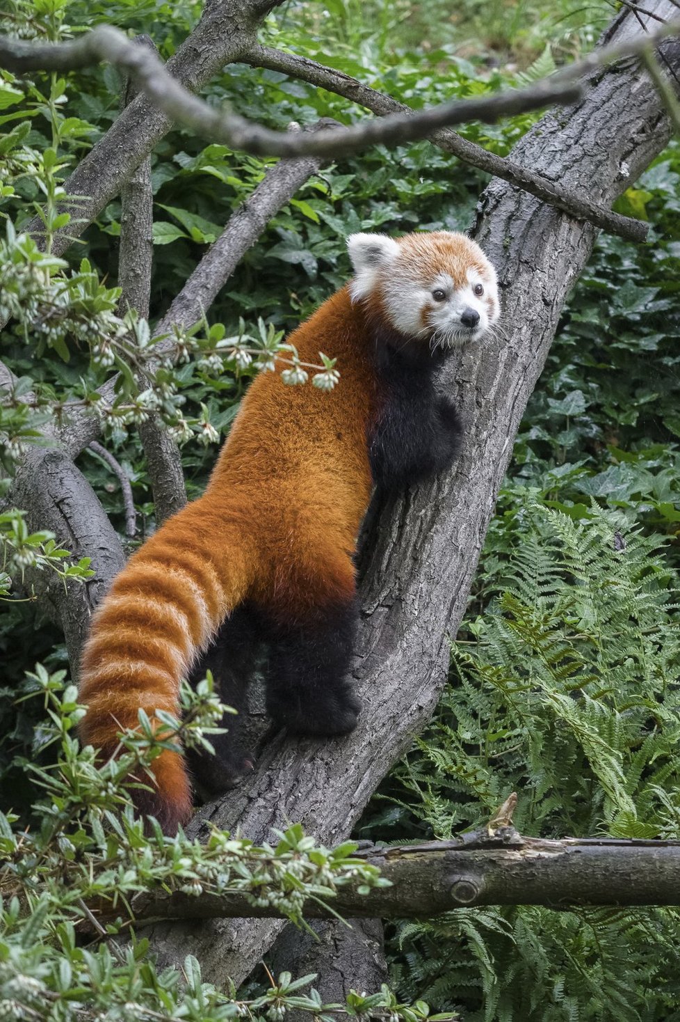 Pandy červené v Zoo Praha.