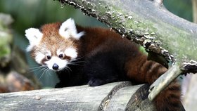 Ve zlínské zoo se narodila mláďata pandy červené.