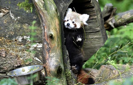 Ve zlínské zoo se narodila mláďata pandy červené.