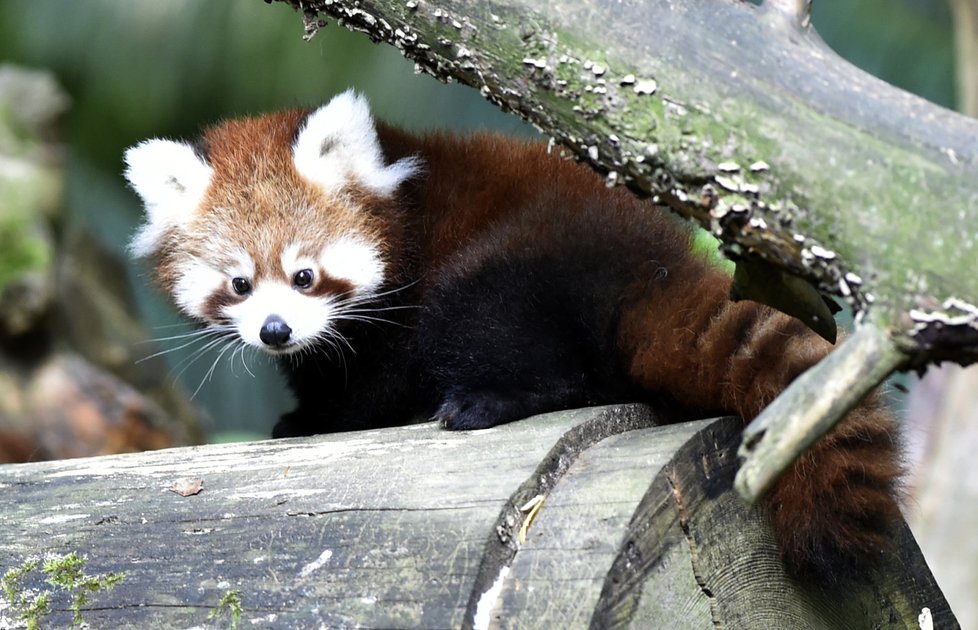 panda červená ve zlínské zoo